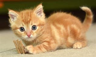 a cat may look at a king